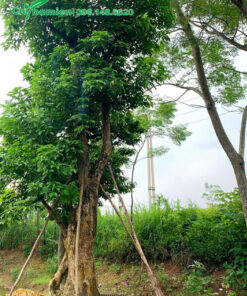 Dâm ủ và chống cây Nhội cổ thụ vanh gần 200