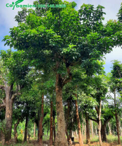 Cây Nhội cao hơn 4m, đường kính gốc >35cm