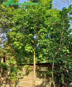 Nhội Tía trưởng thành cao 4m, đường kính gốc 15cm