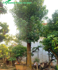 Dâm ủ bầu nổi cây Nhội cổ thụ cao hơn 5m, vanh 150