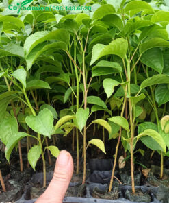 Nhội giống nguyên bầu, chiều cao khoảng 40cm