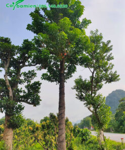 Cây Nhội thẳng đẹp, cao hơn 5m