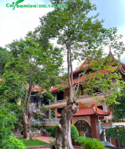 Nhội cảnh trồng trước cổng chùa