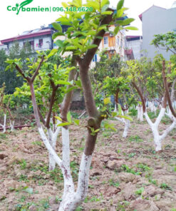 Vườn trồng cây ổi giống Đài Loan