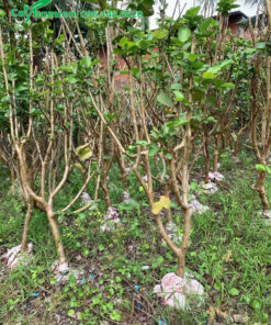 Ổi dâm ủ đã rụng hết lá