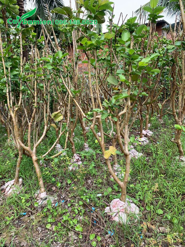 Ổi dâm ủ đã rụng hết lá