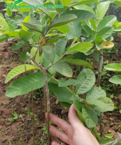 Cây ghép cành, đường kính thân 0,8 - 1cm