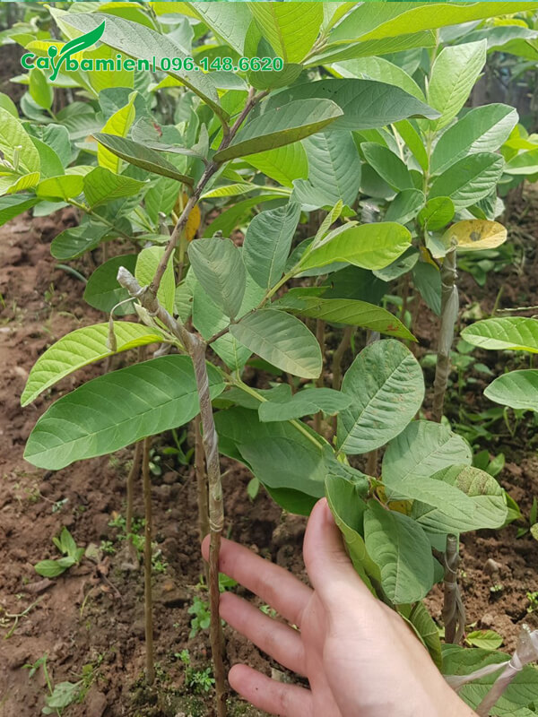 Cây ghép cành, đường kính thân 0,8 - 1cm