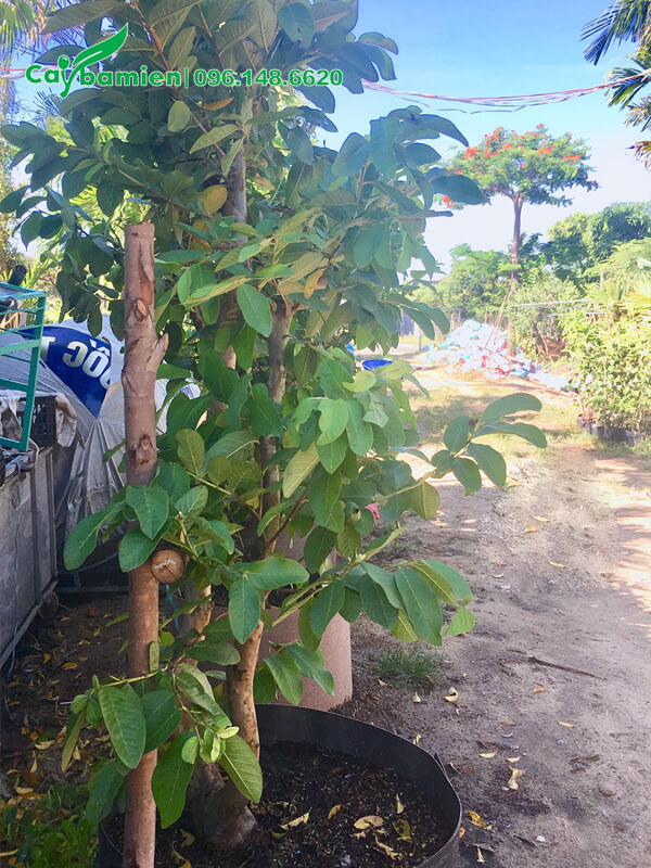 Cây trưởng thành đang dâm ủ