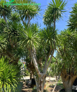 Cây cao hơn 3m, đường kính gốc 25 - 30cm