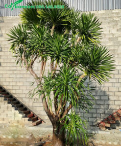 Cây Phát Tài Núi cổ thụ trồng sân vườn nhà