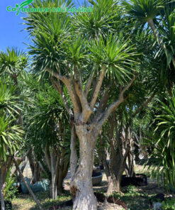 Đường kính gốc cao 30cm, cây phát tài núi cao 3m