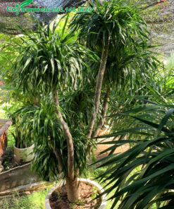 Chậu cây cảnh phát tài núi cao 2m