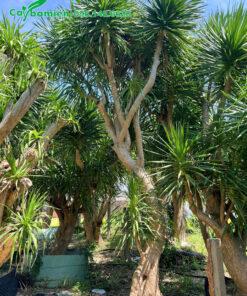 Cây lâu năm cao hơn 3m