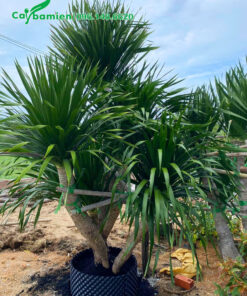 Phát Tài Núi mới dâm ủ cao hơn 1m