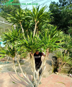 Cành Phát Tài rừng cao hơn 3m