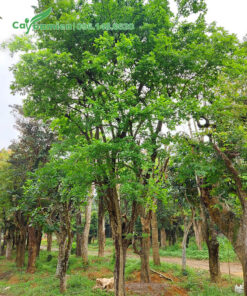 Cây Bồ Quân cao 5m đã dâm ủ nhiều năm