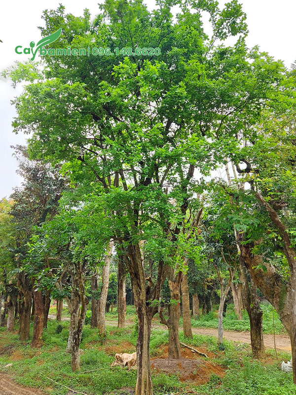 Cây Bồ Quân cao 5m đã dâm ủ nhiều năm