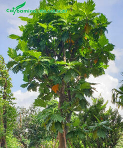Cây Sake đẹp, hàng dâm ủ nhiều năm