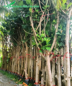 Dưỡng số lượng lớn cây Sake công trình cao hơn 4m