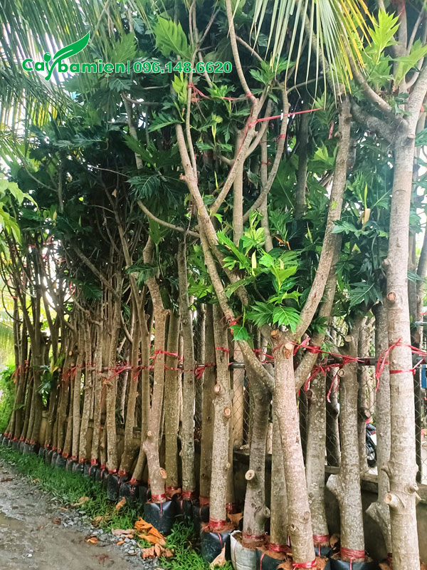 Dưỡng số lượng lớn cây Sake công trình cao hơn 4m