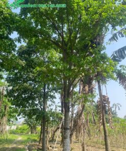 Cây cao, cành nhánh nhiều, tán lá xanh và rộng