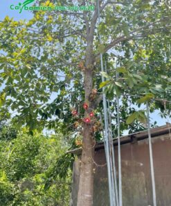 Cây hoa Sala trồng sân vườn đang cho hoa