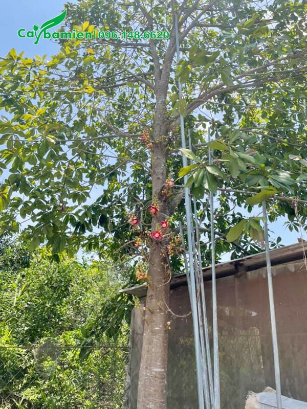 Cây hoa Sala trồng sân vườn đang cho hoa