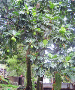 Cây sake lâu năm, thân cao lớn, cho quả sai