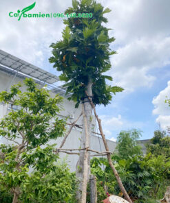 Cây Sake công trình cao 7m mới trồng và chống cọc