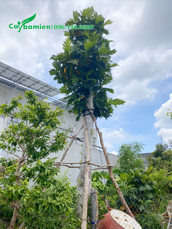 Cây Sake công trình cao 7m mới trồng và chống cọc