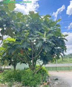 Cây sake trồng trong khu công nghiệp để lấy bóng mát