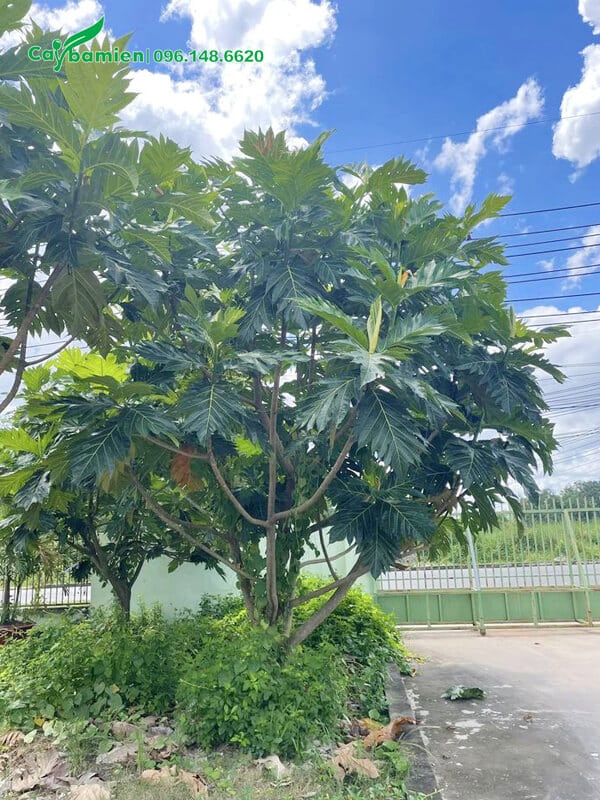 Cây sake trồng trong khu công nghiệp để lấy bóng mát