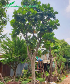 Cây Sake công trình dâm ủ nhiều năm