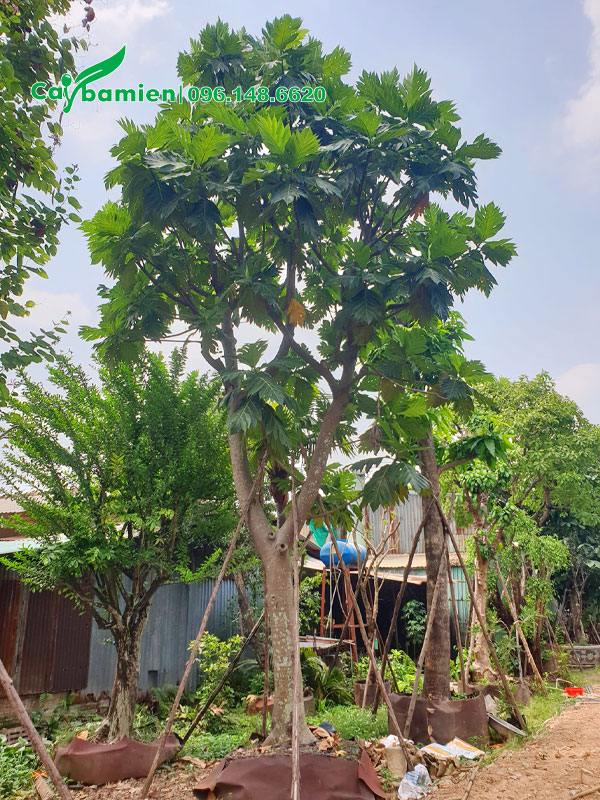 Cây Sake công trình dâm ủ nhiều năm