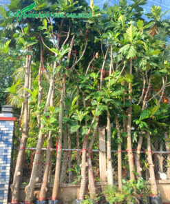 Hàng cây Sake cao 5m, dưỡng bầu