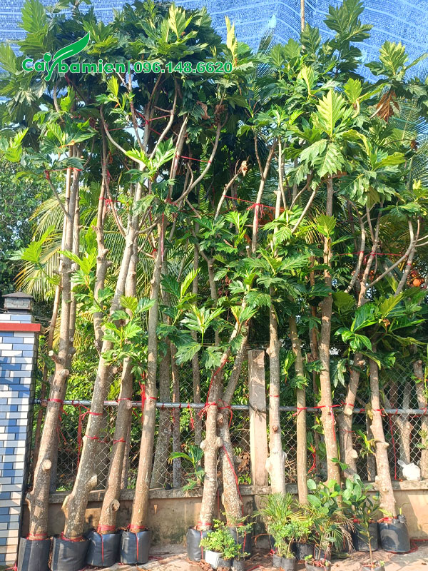 Hàng cây Sake cao 5m, dưỡng bầu