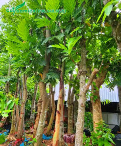 Hàng dâm ủ lâu năm, chiều cao khoảng 4m