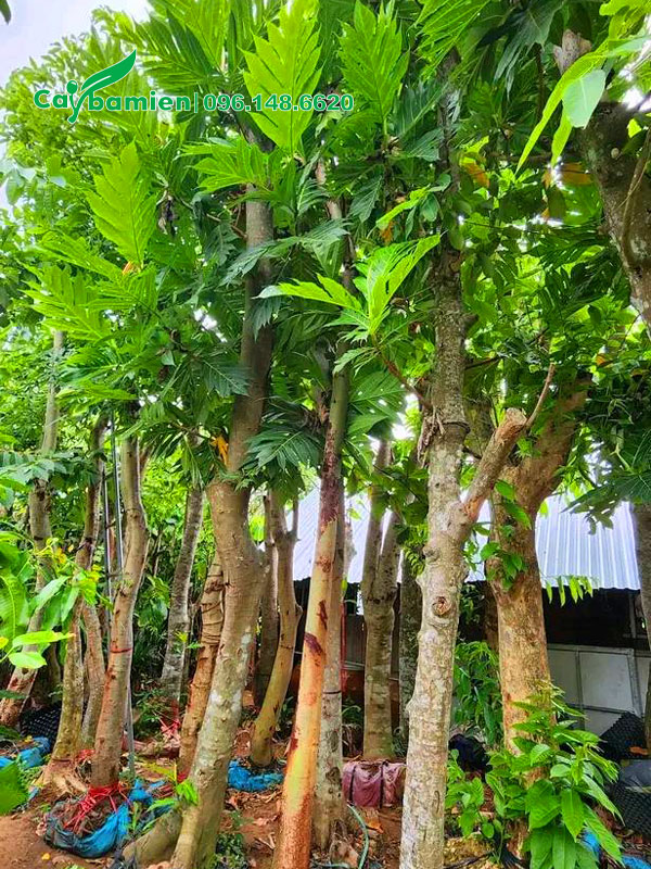 Hàng dâm ủ lâu năm, chiều cao khoảng 4m