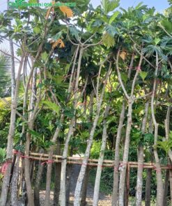 Sake trưởng thành, đường kính thân khoảng 7 - 10cm