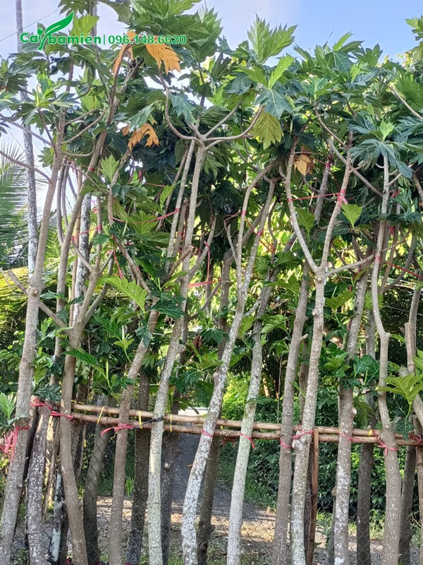 Sake trưởng thành, đường kính thân khoảng 7 - 10cm