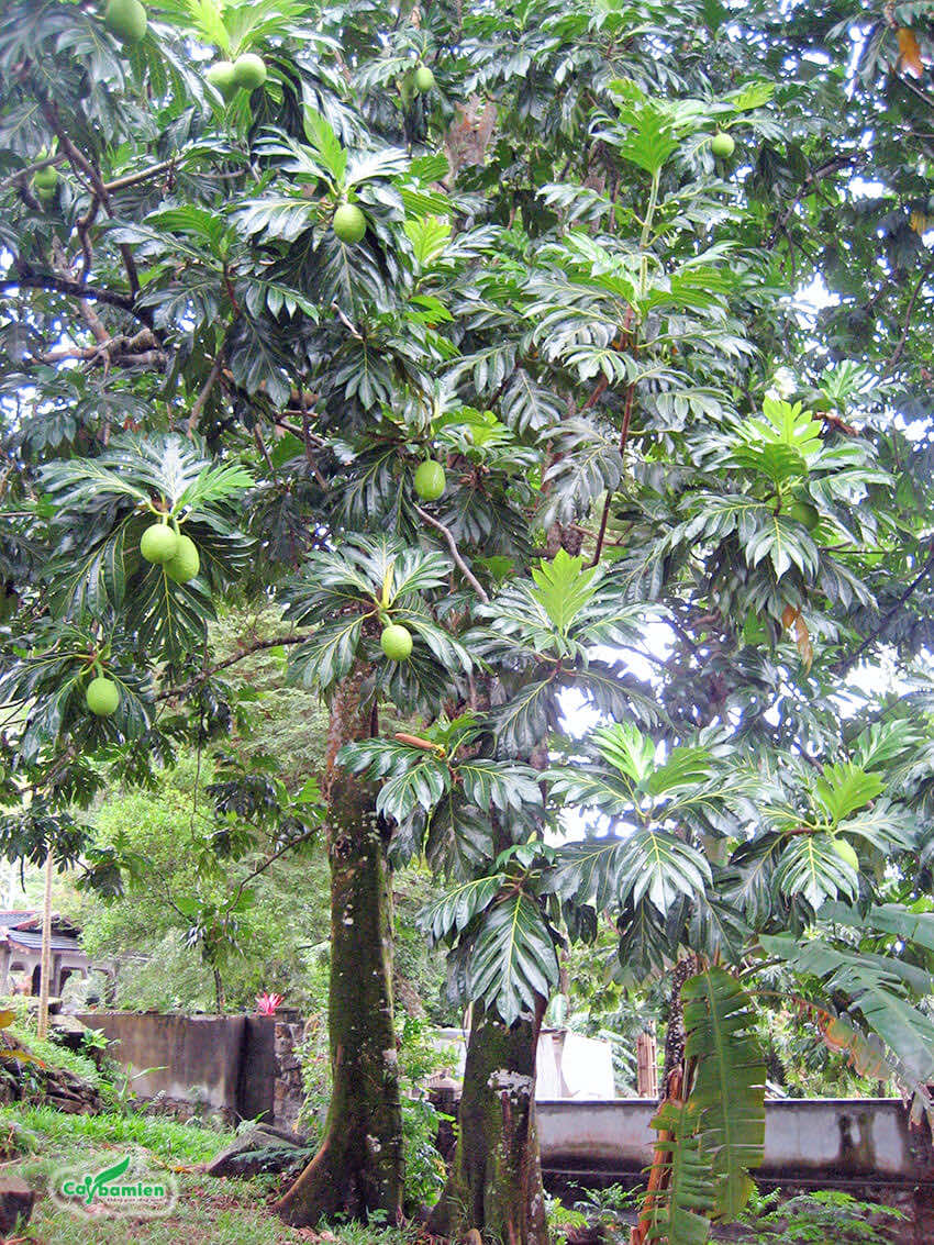 Cây sake lâu năm, thân cao lớn, cho quả sai