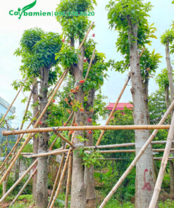 Cây Sala công trình cao 4 - 5m, đường kính thân trên 30cm