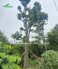 Vườn cây Sala công trình giá tốt