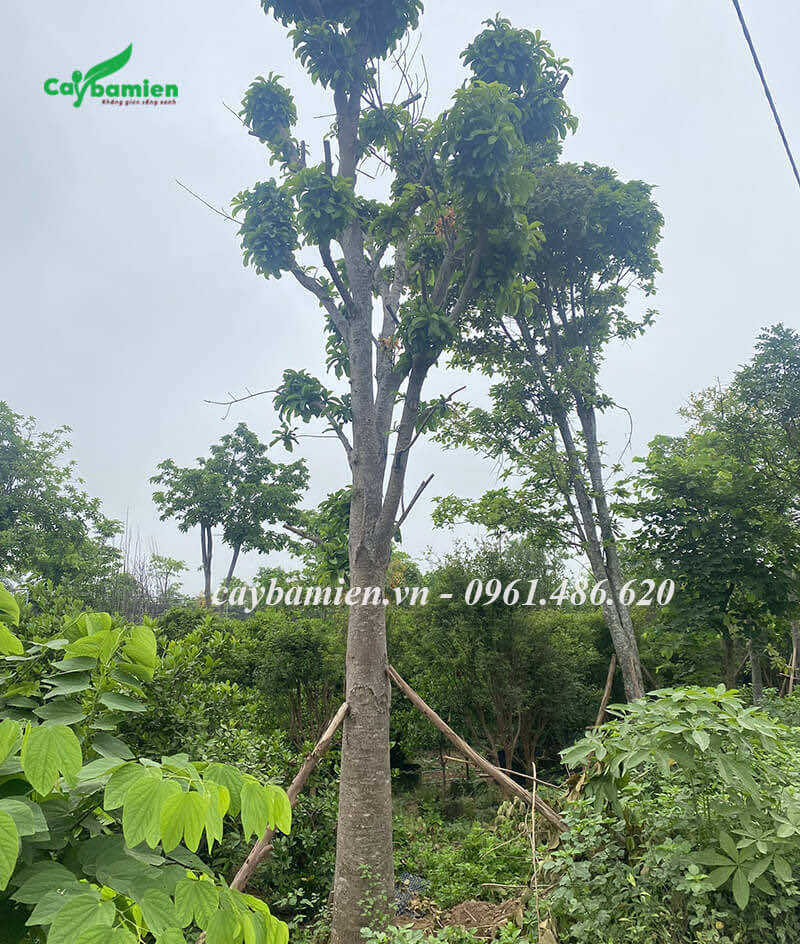 Vườn cây Sala công trình giá tốt