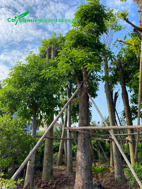 Sala cổ thụ đường kính gốc 30-35cm