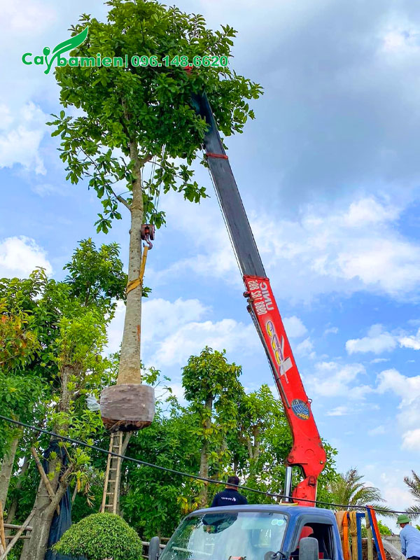 Cẩu Cây Sala cao 5m, đường kính gốc 20cm