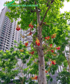 Cây Sala nở hoa đẹp