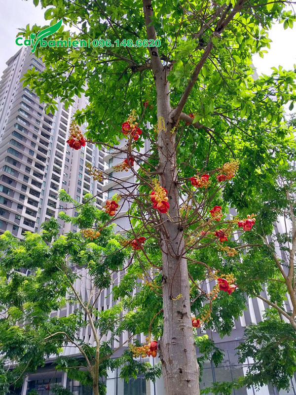 Cây Sala nở hoa đẹp