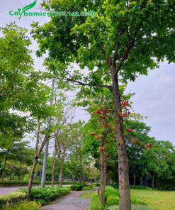 Hàng cây Sala trồng lấy bóng mát trong khi đô thị